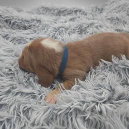 Blue Collar - Lemon and white male Basset Hound puppy in Snow Camp, North Carolina from V's Southern Angels