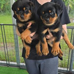 Border Collie and Rottweiler Puppies from K&R RANCH KENNELS