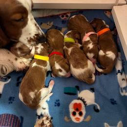 Girl 2 - Red and white female Welsh Springer Spaniel puppy in Bloomington, Indiana from Clussexx Kennels
