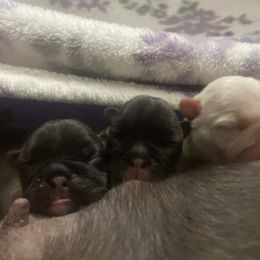 French Bulldog and Pomeranian Puppies from Legendary French Bulldogs