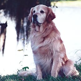 Golden Retrievers from Brew Bayou Golden's
