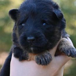 Apollo - Black and red male German Shepherd puppy in Canton, Texas from WILDWOOD GERMAN SHEPHERDS