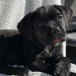 Green Collar - Black female Cane Corso puppy in Va Beach, Virginia from Guardian Corso's