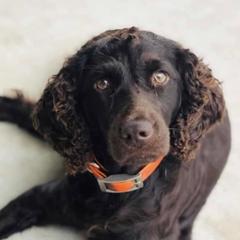 Bird - Boykin Spaniel