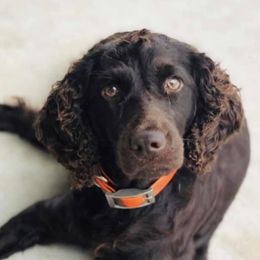 Bird - Boykin Spaniel