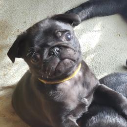 Golden Retriever and Pug All Grown Up from Paradise Peaks