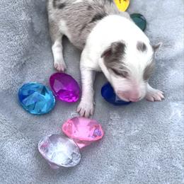 Garnet - Red merle female Border Collie puppy in Keller, Texas from Bordercollieblues