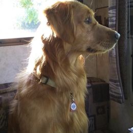 Golden Retrievers from Summit Shadows