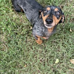 Taffy - Dachshund