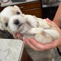 Dash - White male Shih Tzu puppy in Rockmart, Georgia from Sonya Garrett