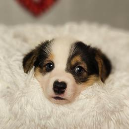 Apollo. (Boots-Full length tail) - Black and tan male Pembroke Welsh Corgi puppy in Deming, New Mexico from Dragon Ridge Corgis
