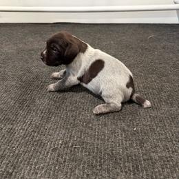 Bailey - Brown and gray female Wirehaired Pointing Griffon puppy in Shelley, Idaho from Western Gundogs