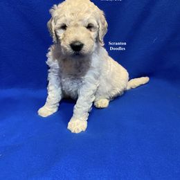 Goldendoodle Puppies from Scranton Goldendoodles