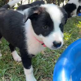 Border Collies from Miles of Trials