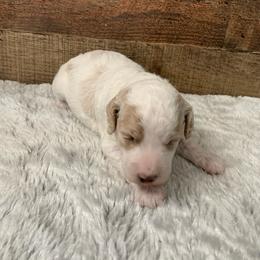 Cosmo - Cream male Goldendoodle puppy in Haddam, Kansas from Golden B Acres