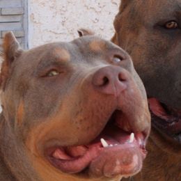 American Bullies from Blackhawkkennelz