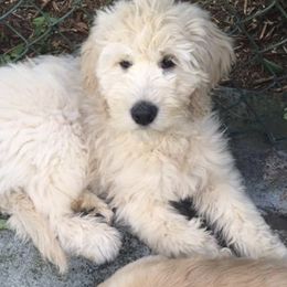 Goldendoodle Puppies from Teddy Bear Goldendoodles