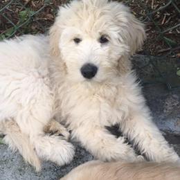 Goldendoodle Puppies from Teddy Bear Goldendoodles
