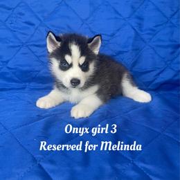 Onyx girl 3 - Black and white female Siberian Husky puppy in Ocala, Florida from Florida Husky Puppies