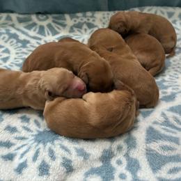 Autumn - Dark golden female Golden Retriever puppy in Lebanon, Oregon from SnowPeakPaws