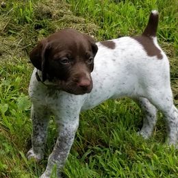 German Shorthaired Pointers from Laurel Creek