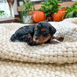 ...: S a p p h i r e : ... :   t e d d y .. b e a r   : ... - Tri-color female Yorkipoo puppy in Hooper, Utah from Anchor Dogs