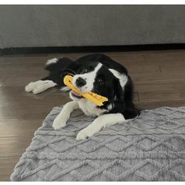 Border Collie Puppies from Cahill’s Canines