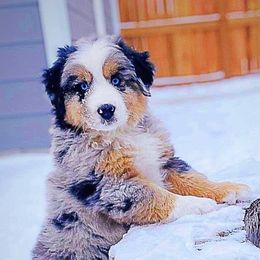 Australian Shepherd Puppies from Amazing Aussies
