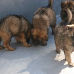 Shiloh Shepherd Puppies from Solace Shilohs