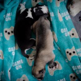 Siberian Husky Puppies from Ivie Huskies