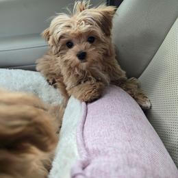 Bentley - Apricot male Maltipoo puppy in Washington from Mt.BakerPoodles&Doodles