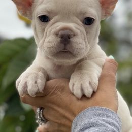 French Bulldogs from Calderon Kennels