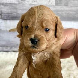 Impa - Apricot female Goldendoodle puppy in Mona, Utah from Hearts Full of Puppies