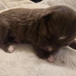 Sakura - Red & white female Toy Australian Shepherd puppy in Arlington, Texas from CopperHead Aussies