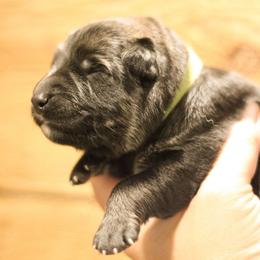 Ross (Green Collar) - Sable male German Shepherd puppy in Mason, Michigan from Sweet Breeze Acres