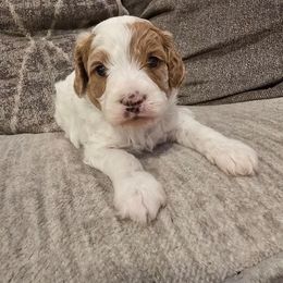 Reese - Blenheim male Cavapoo puppy in Fordland, Missouri from K&K's Puppy Kingdom