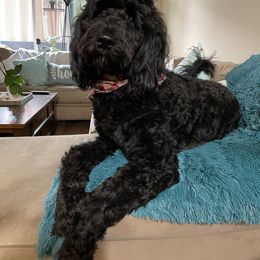 Goldendoodle Puppies from Newport Doodles