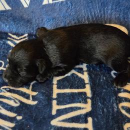 Angela - Black female Miniature Schnauzer puppy in Elgin, Iowa from Firefly Stables