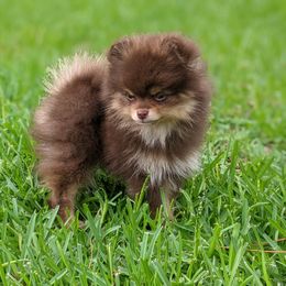 Pomeranian Puppies from Ashley Martinez