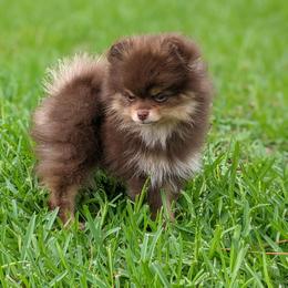 Pomeranian Puppies from Ashley Martinez