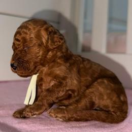 Tiramisu - Red  female Goldendoodle puppy in Miami, Florida from Haus of Pawz