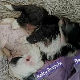 Bootsie - Black and white female Chinese Crested puppy in Elizabethtown, Kentucky from Sakkarra Chinese Crested Dogs and Art