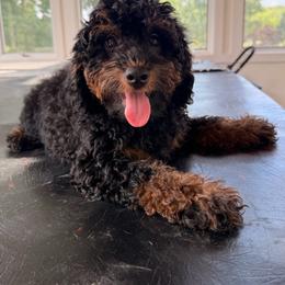 Ash - Phantom male Bernedoodle puppy in North Royalton, Ohio from Johnson's Doodles