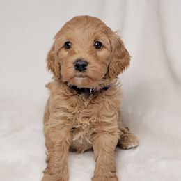 Goldendoodle Puppies from Lake Village Doodles