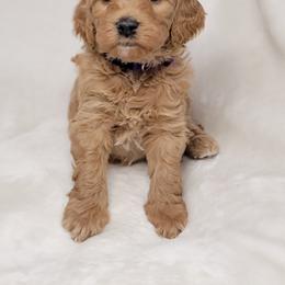Goldendoodle Puppies from Lake Village Doodles