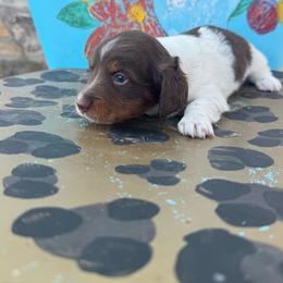 Kisses - Piebald female Dachshund puppy in Hawley, Texas from Foxy’s Dachshunds & Toy Aussies