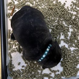 French Bulldog Puppies from Divine Crown French Bulldogs