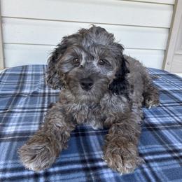 Tucker - Merle male Cockapoo puppy in Dornsife, Pennsylvania from Schaible Family Puppies