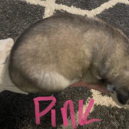 Siberian Husky Puppies from Alexandra's Siberian Huskies