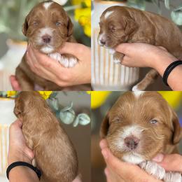 Brenda - Parti female Goldendoodle puppy in Yuciapa, California from AlltheDoodlez_